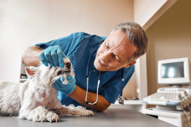 Best Same-Day Emergency Dentist in Dollar Bay, MI